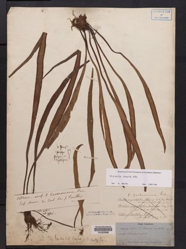 Vittaria