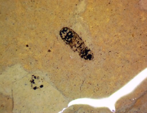 undet. Hexapoda