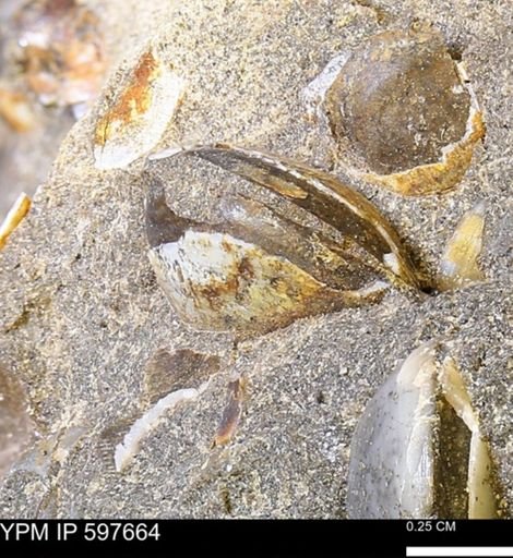 Protocardia?