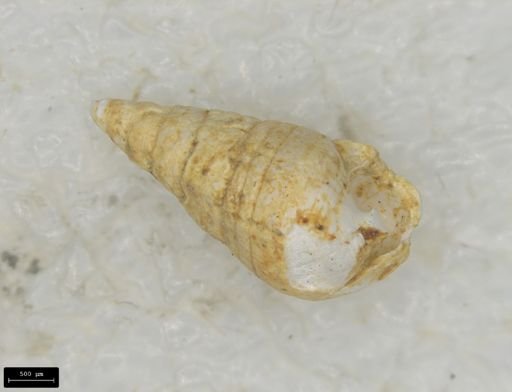 Odostomia trifida