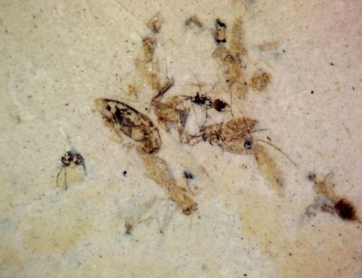 undet. Diptera