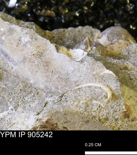 undet. Mollusca