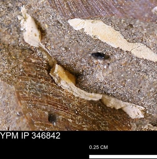 undet. Bivalvia