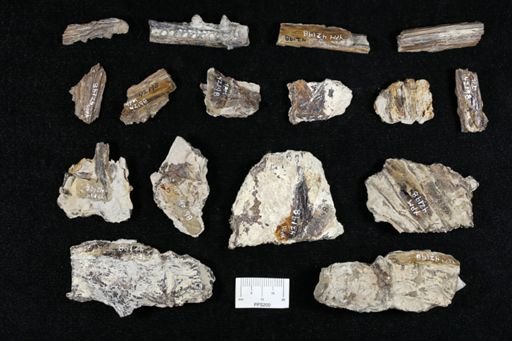 undet. Stratodontidae