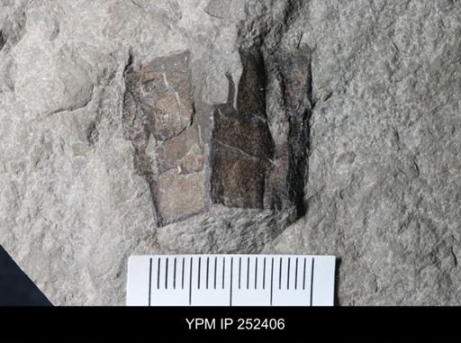undet. Eurypterida