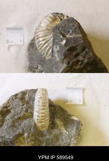 undet. Scaphitidae