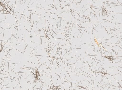 Artemisina sp.