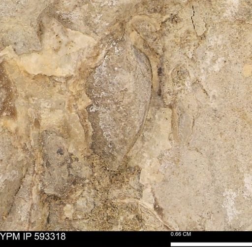 undet. Bivalvia