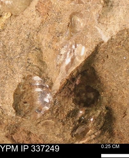 undet. Mollusca