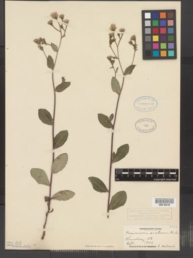 Hieracium scabrum