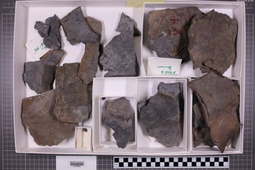 mixed taxa, stratigraphic collection