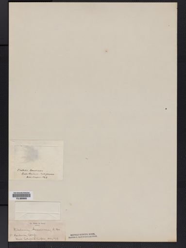 Pilularia