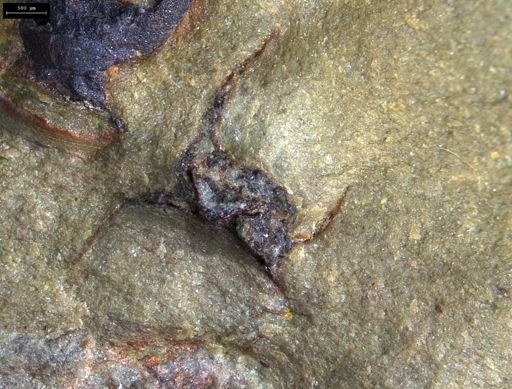 undet. Hyolithida