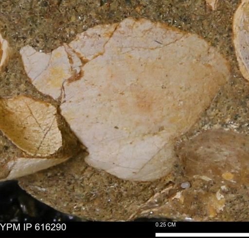 Protocardia subquadrata