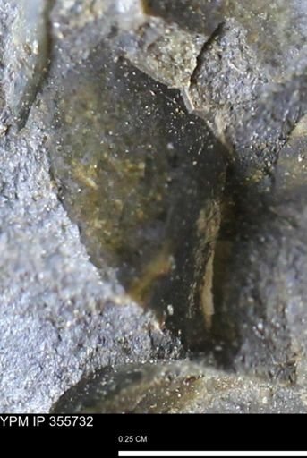 undet. Scaphitidae
