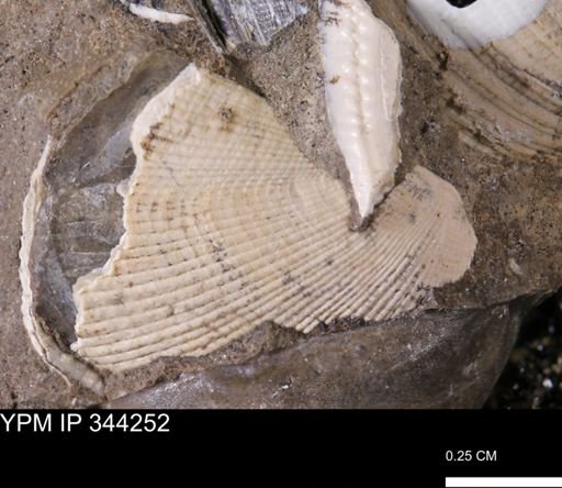 Parallelodon?