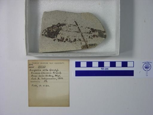 Knightia alta