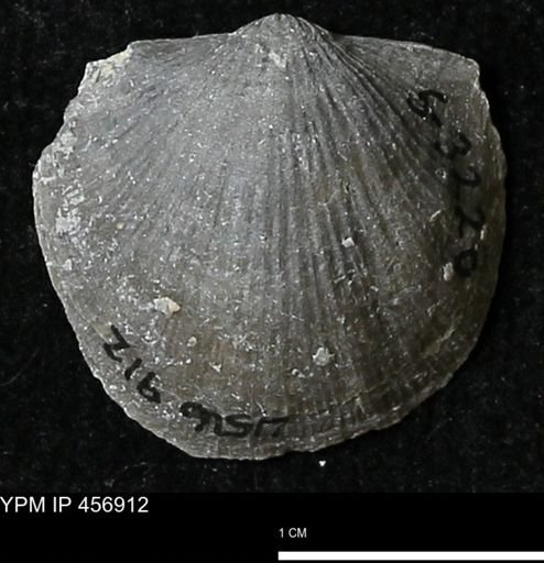 Stropheodonta sp.