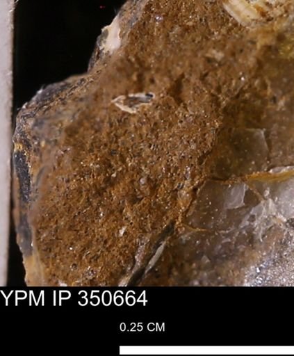 undet. Mollusca