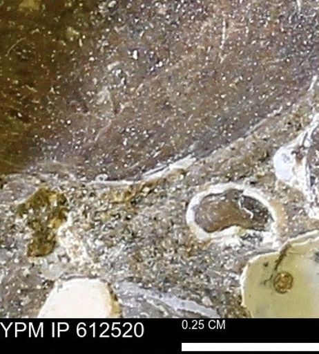 undet. Bivalvia