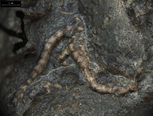 Aplocoma damesii