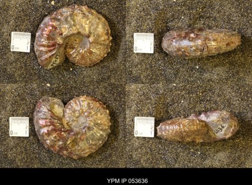 Discoscaphites gulosus