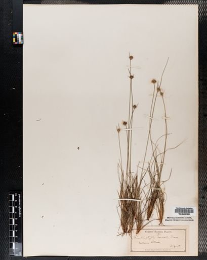 Fimbristylis