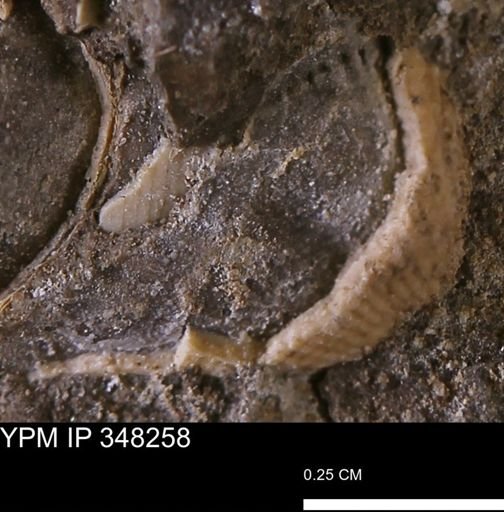 Parallelodon (Cosmetodon)?