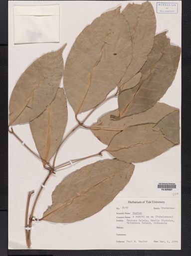 Gnetum gnemon