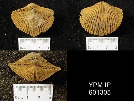 Costispirifer arenosus
