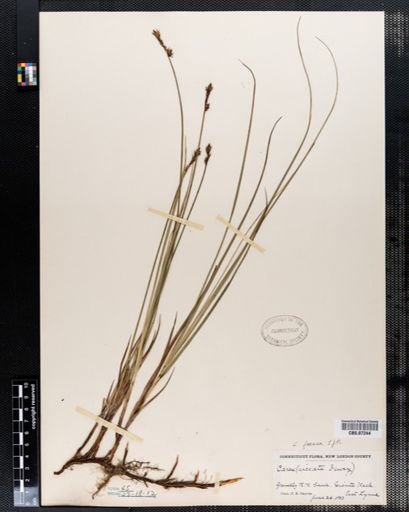 Carex siccata
