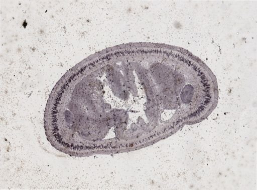 Lineus viridis