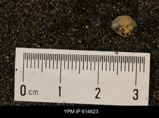 Limopsis? striatopunctatus