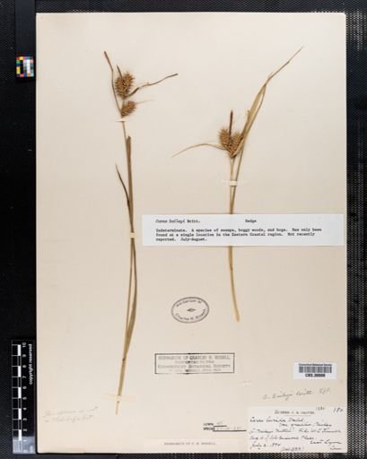 Carex baileyi