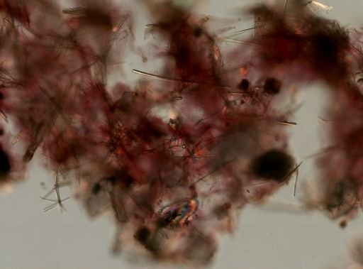 cf. Dysidea