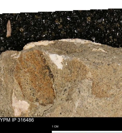 undet. Mollusca