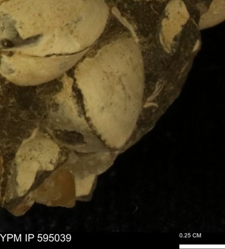 Protocardia sp.