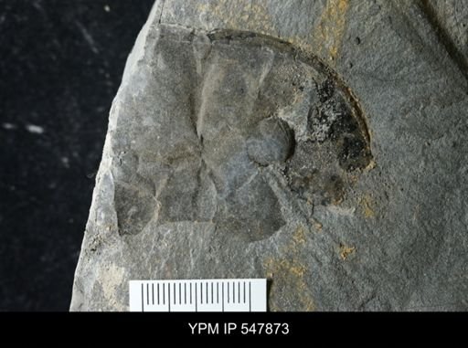 Eurypterus pittsfordensis?
