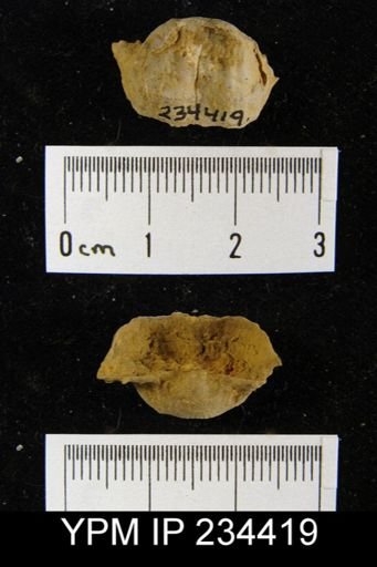 Marginifera splendens