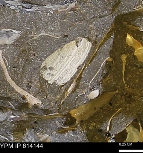 undet. Bivalvia