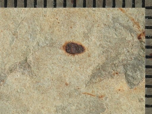 undet. Coleoptera