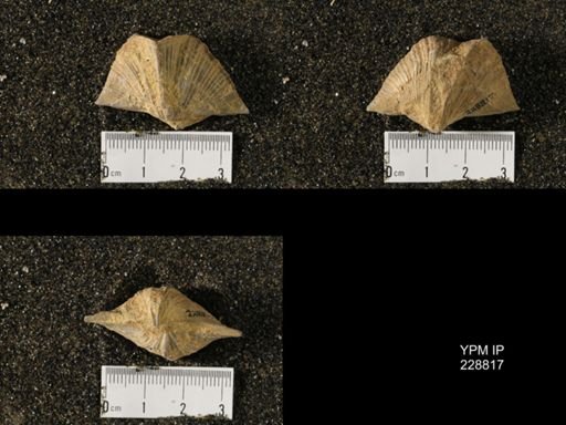 Neospirifer sp.