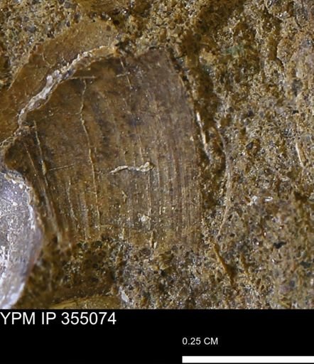 Bivalvia