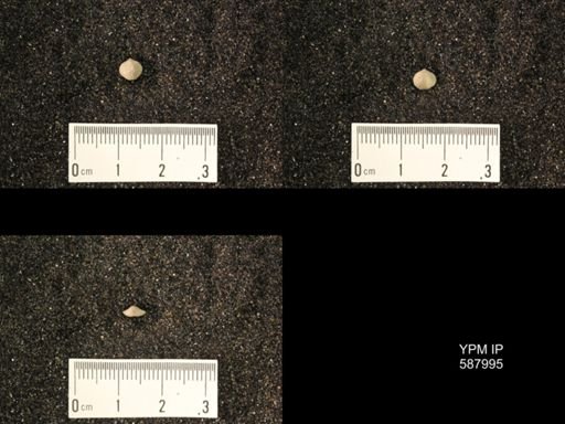 Zygospira modesta