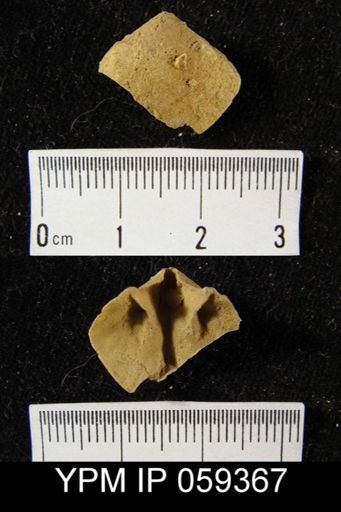 Meristella arcuata