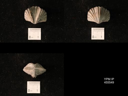 Platystrophia laticosta