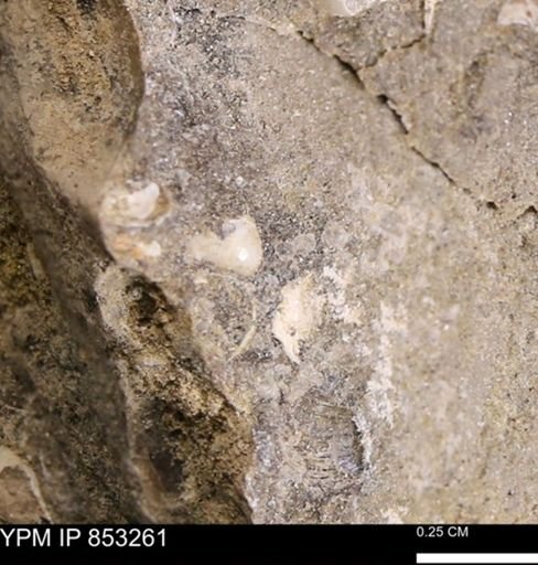 Protocardia?
