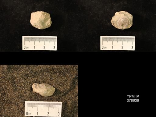Marginifera wabashensis