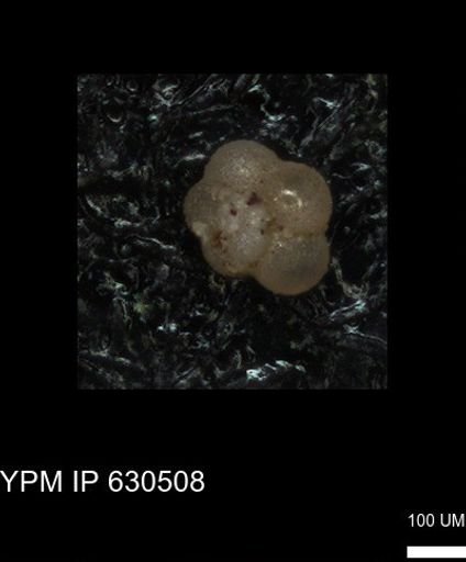 undet. Rugoglobigerinidae