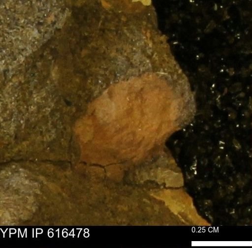 Protocardia subquadrata